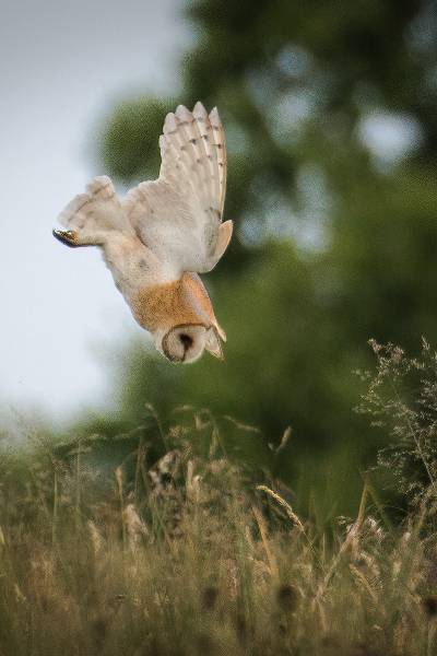owl diving into a bush